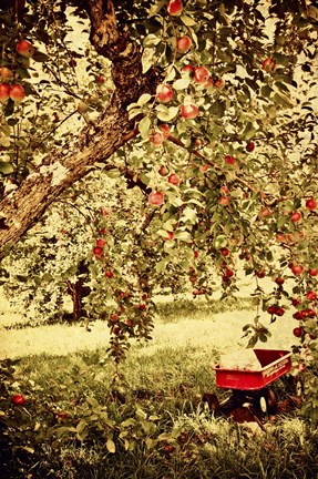 Framed Apple Picking Print