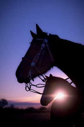 Framed Morning Glory Print