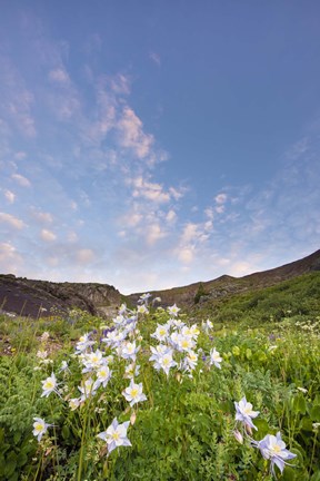 Framed Columbine Morning I Print
