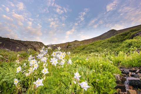 Framed Columbine Morning II Print