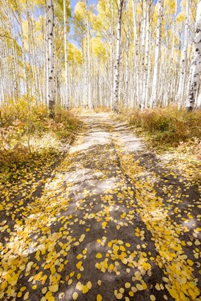 Framed Road To Fall Print
