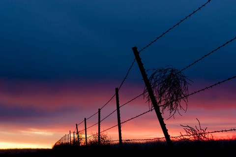 Framed Tumble Weed Print
