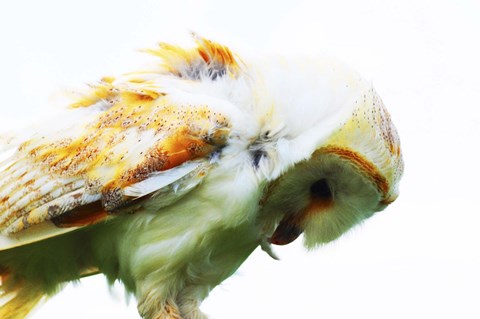 Framed Barn Owl 1 Print
