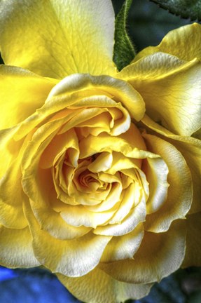 Framed Yellow Rose Print