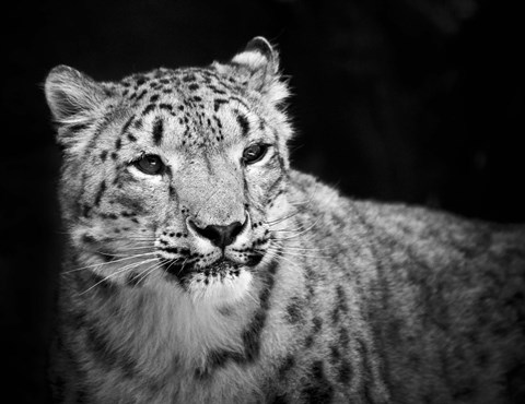 Framed Snow Leopard Print