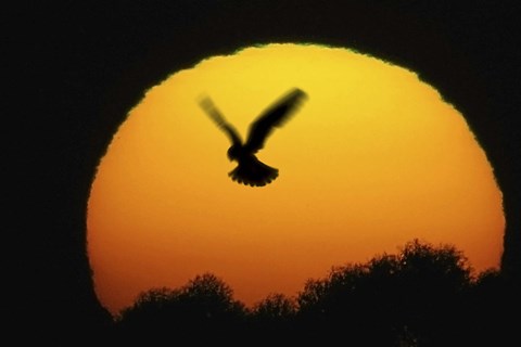 Framed Into the Sun Print