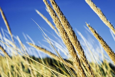 Framed Summer Breeze Print