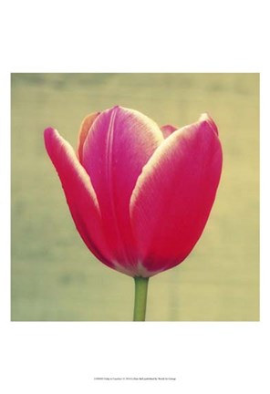 Framed Tulip in Fuchsia I Print