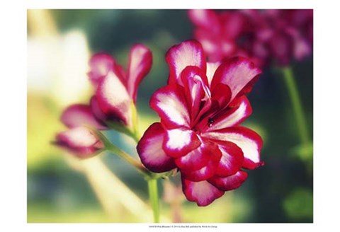 Framed Pink Blossom I Print