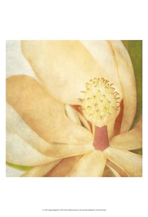 Framed Vintage Magnolia II Print
