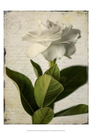 Framed Gardenia Grunge I Print