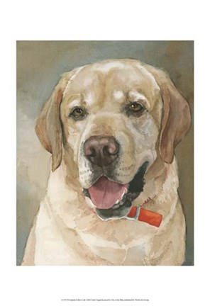 Framed Captain Yellow Lab Print