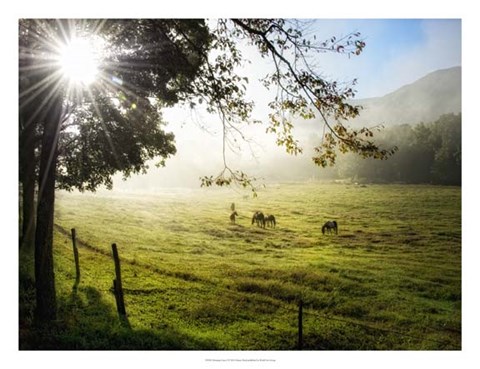 Framed Morning Graze I Print