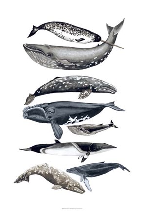 Framed Whale Display II Print