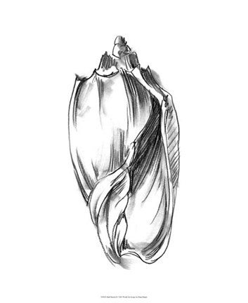 Framed Shell Sketch II Print