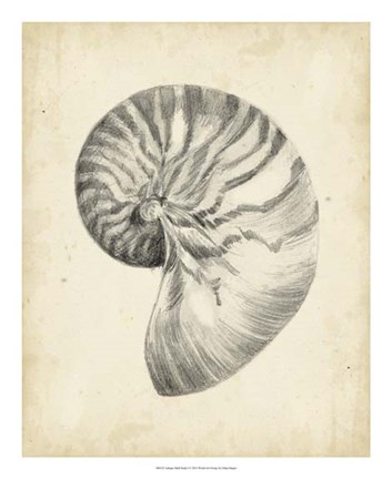 Framed Antique Shell Study I Print