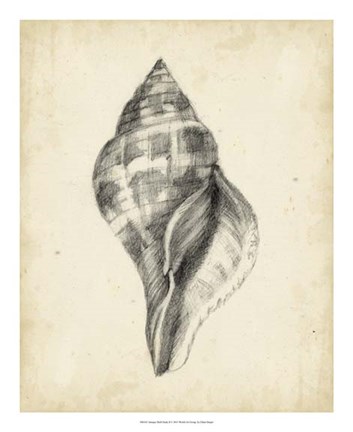 Framed Antique Shell Study II Print