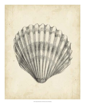 Framed Antique Shell Study III Print