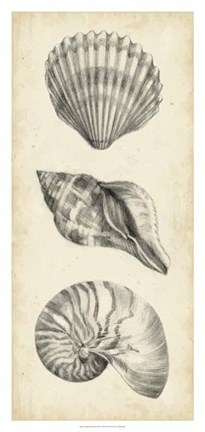 Framed Antique Shell Study Panel I Print