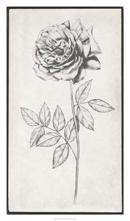 Framed Single Stem II Print