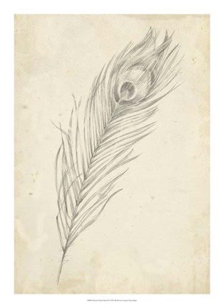 Framed Peacock Feather Sketch II Print