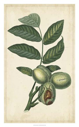 Framed Exotic Fruits IV Print