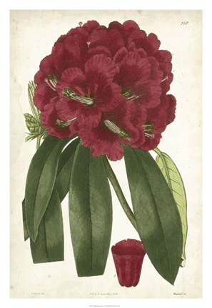 Framed Antique Rhododendron I Print