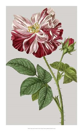 Framed Vintage Garden Varieties II Print