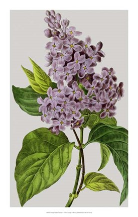 Framed Vintage Garden Varieties V Print