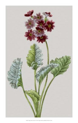 Framed Vintage Garden Varieties VI Print
