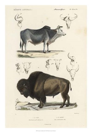 Framed Antique Cow &amp; Bison Study Print
