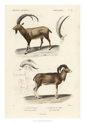 Framed Antique Antelope &amp; Ram Study Print
