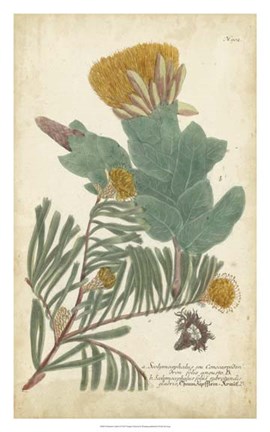 Framed Weinmann Conifers II Print