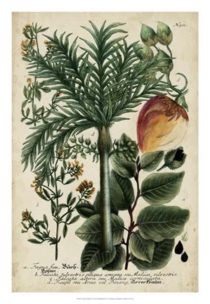 Framed Vintage Tropicals III Print