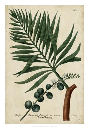 Framed Vintage Tropicals IV Print