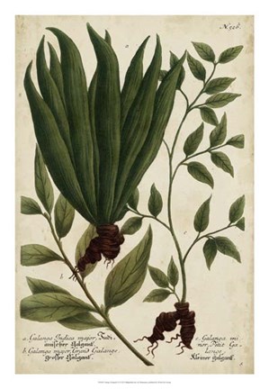 Framed Vintage Tropicals VI Print