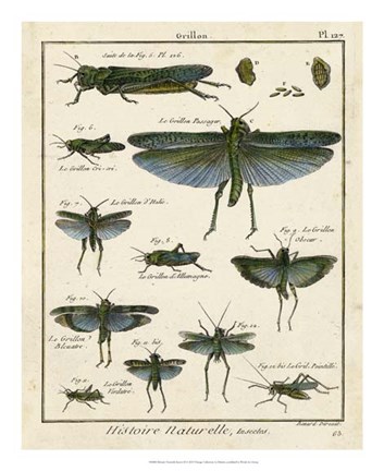 Framed Histoire Naturelle Insects II Print