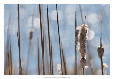 Framed Light Dance on Cattails I Print