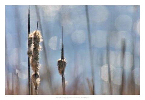 Framed Light Dance on Cattails II Print