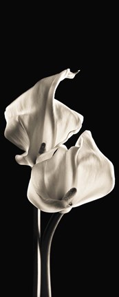 Framed Lillies1 Print