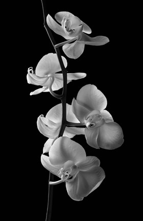 Framed Orchids 1 Print