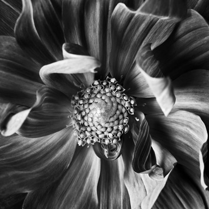 Framed Dahlia 3 Print