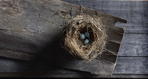 Framed Nest Eggs Print
