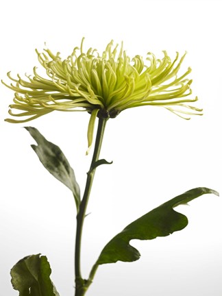 Framed Green Chrysanthemum 2 Print