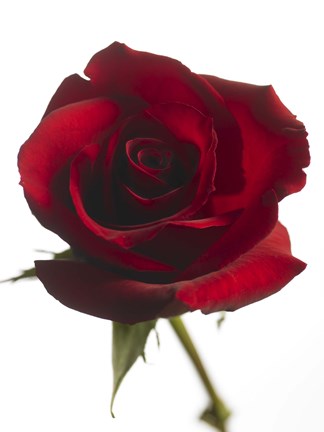 Framed Red Rose 2 Print