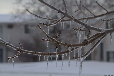 Framed Frozen Trees Print