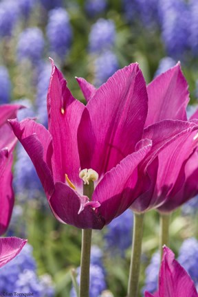 Framed Tulip Fest Print