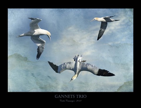 Framed Gannets Trio Print