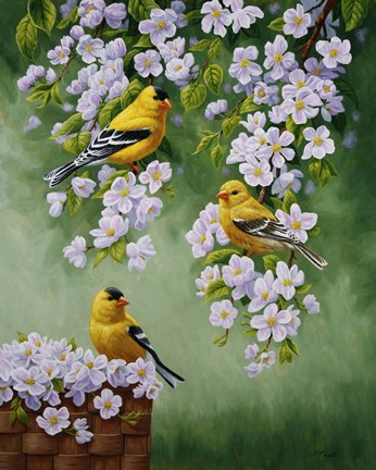 Framed Goldfinch Blossoms Print
