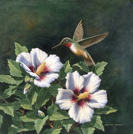 Framed Hummer&#39;s Choice Print